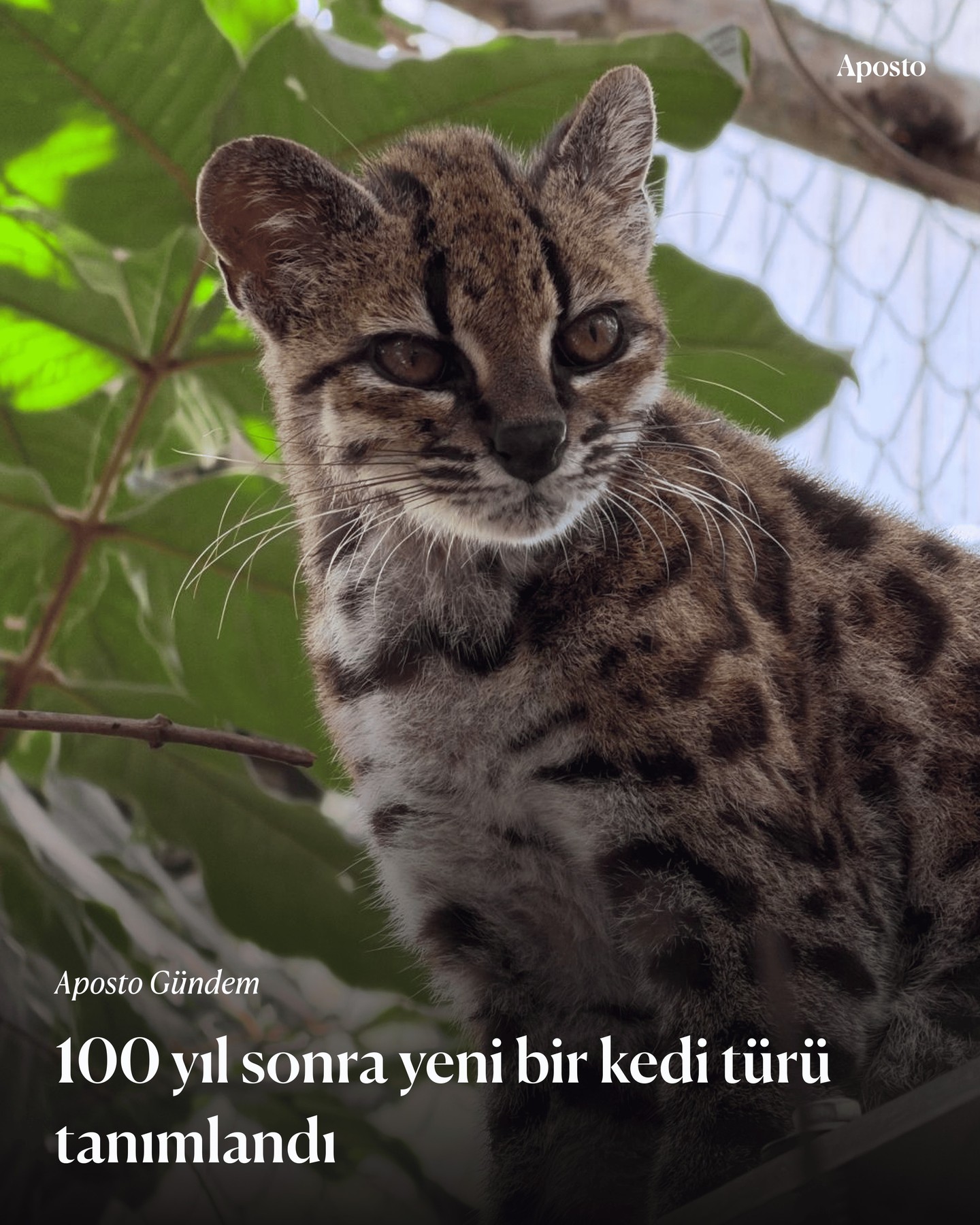 Uluslararası bir araştırma ekibi, Bolivya’nın Yungas bulut ormanlarında yaşayan…