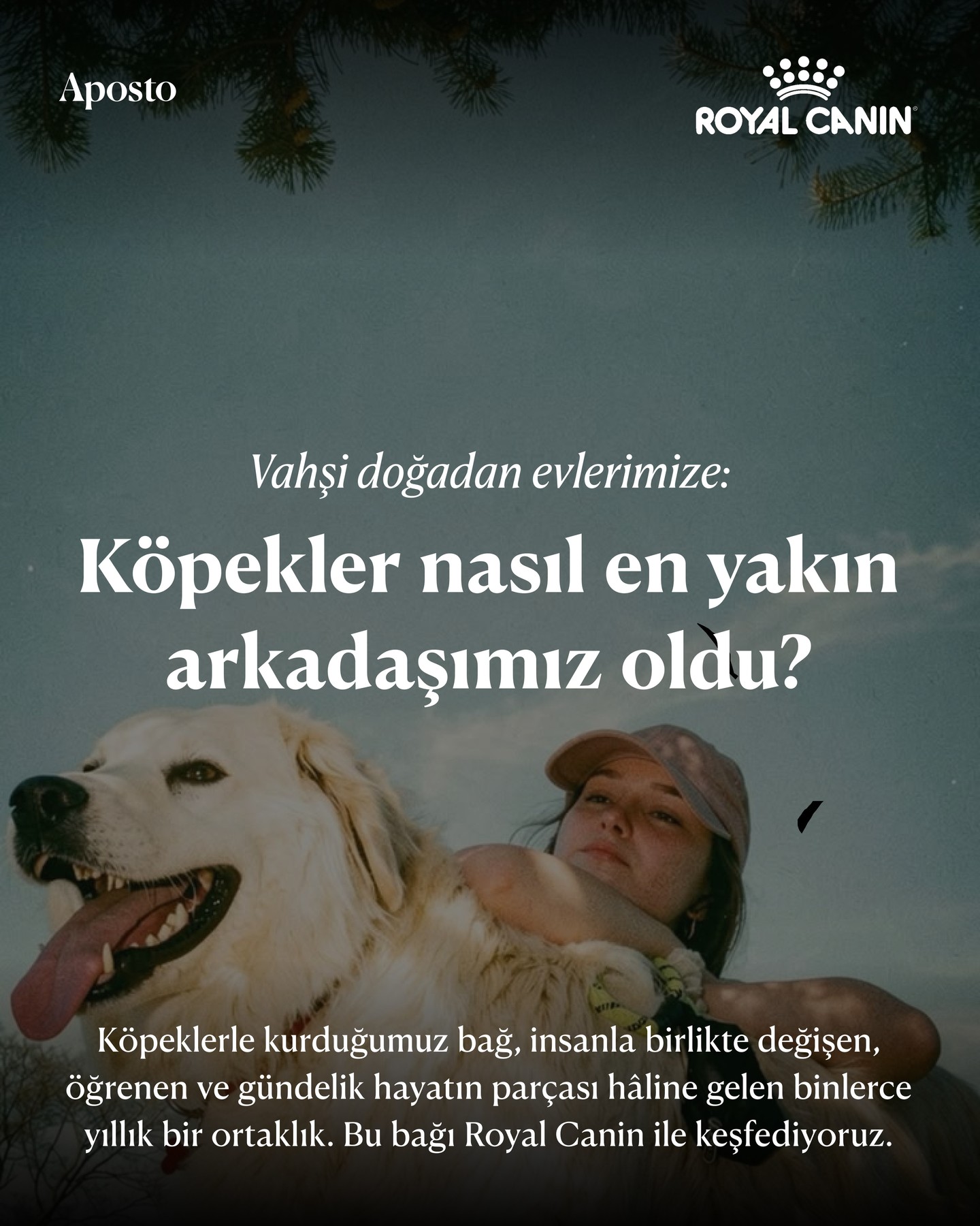 Köpeklerle kurduğumuz ilişki, evcil hayvan sahipliğinden çok daha eskiye uzanıy…