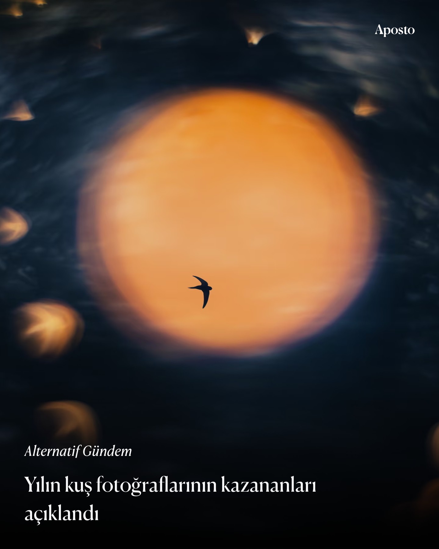 24.000 başvuru arasından Bird Photographer of the Year 2026’nın kazananı denize…